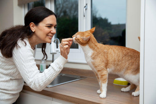 Die richtige Ernährung für Katzen: So bleibt dein Stubentiger gesund und glücklich