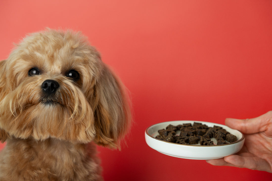 Die optimale Ernährung für Hunde: Was dein Vierbeiner wirklich braucht