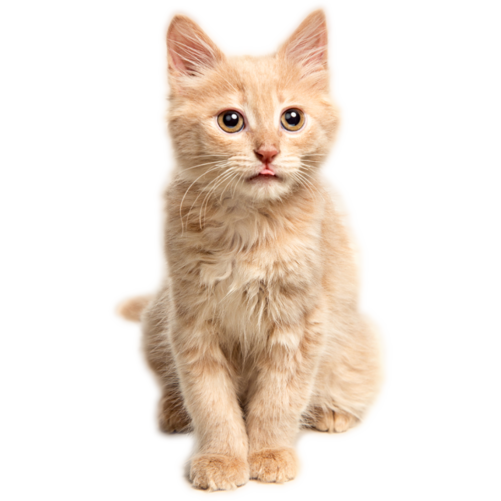 Startseite-Kategorien-Katzen